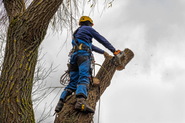 The Steps Involved in Our Tree Care Process in Lakeland Highlands, FL